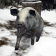 Apologies To The Pig I Absolutely Obliterated In <i>Resident Evil Village</i>